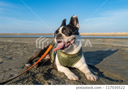 Boston terrier resting on the beach 117030522
