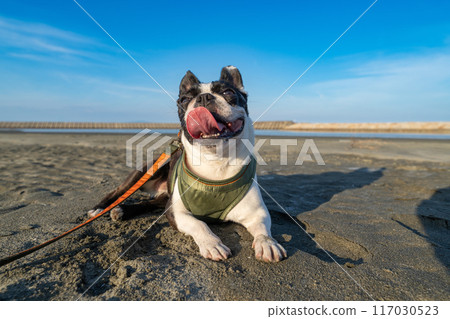 Boston terrier resting on the beach 117030523