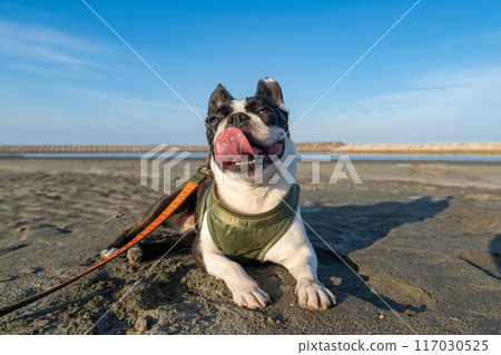 波士頓梗犬在沙灘上休息 117030525