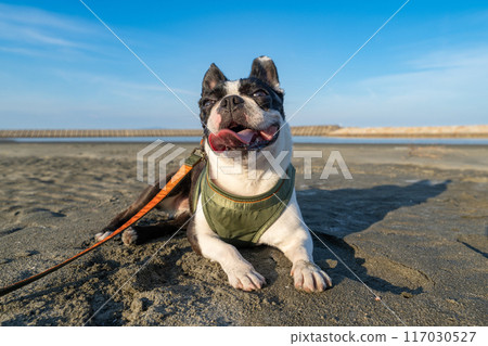 Boston terrier resting on the beach 117030527