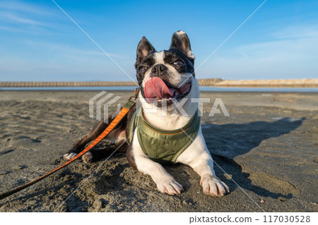 Boston terrier resting on the beach 117030528