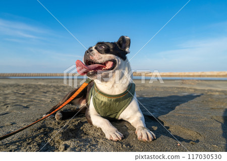 Boston terrier resting on the beach 117030530
