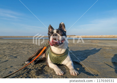 Boston terrier resting on the beach 117030531
