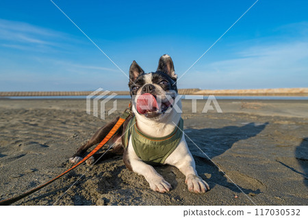 Boston terrier resting on the beach Boston terrier resting on the beach 117030532