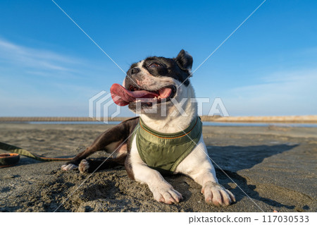Boston terrier resting on the beach Boston terrier resting on the beach 117030533