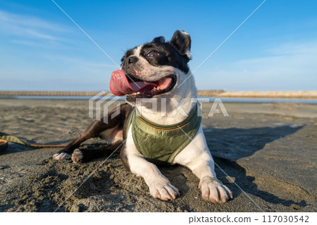 Boston terrier resting on the beach 117030542