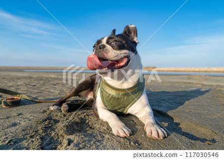 Boston terrier resting on the beach Boston terrier resting on the beach 117030546