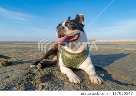 Boston terrier resting on the beach Boston terrier resting on the beach 117030547
