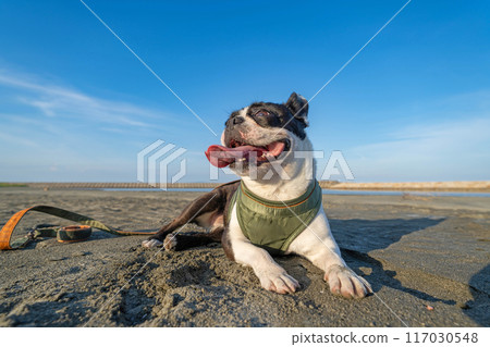波士頓梗犬在沙灘上休息 波士頓梗犬在沙灘上休息 117030548
