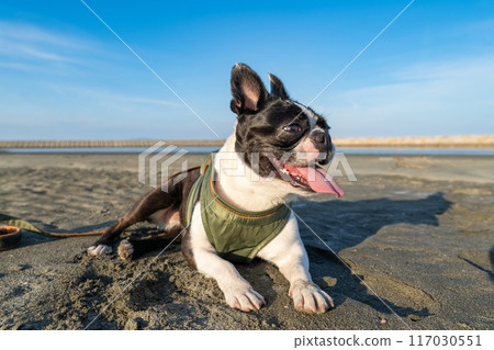 Boston terrier resting on the beach 117030551