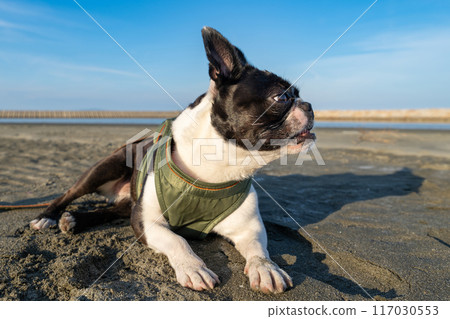 Boston terrier resting on the beach 117030553