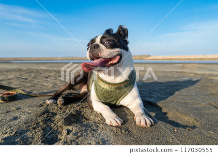 Boston terrier resting on the beach 117030555