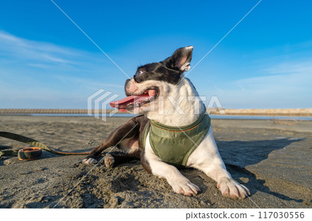 Boston terrier resting on the beach 117030556