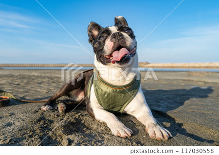 Boston terrier resting on the beach 117030558
