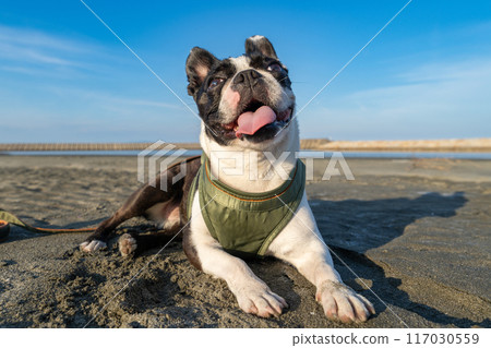 Boston terrier resting on the beach 117030559