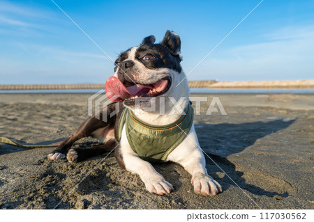 Boston terrier resting on the beach 117030562