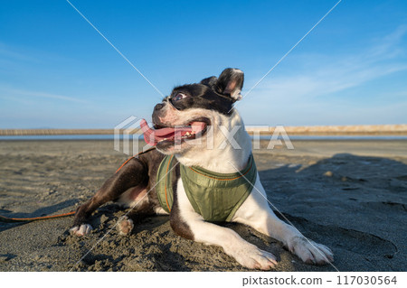 Boston terrier resting on the beach 117030564
