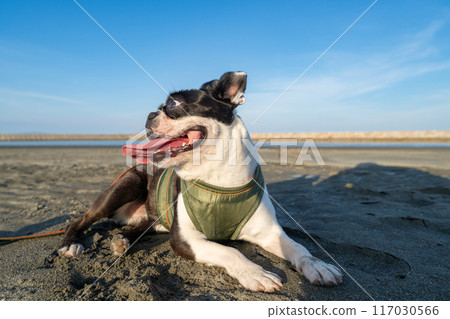 Boston terrier resting on the beach 117030566