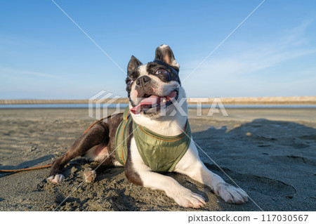 Boston terrier resting on the beach 117030567