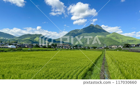 Fresh greenery in the Yufuin Basin, rural scenery Fresh greenery in the Yufuin Basin, rural scenery 117030660