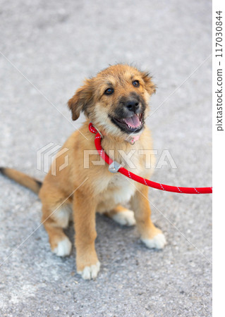 Red mutt puppy dog sitting outdoor. Mixed-breed Red mutt puppy dog sitting outdoor. Mixed-breed 117030844