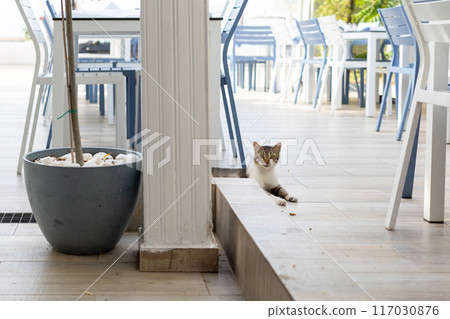 cat lies down in greek tavern, cafe cat lies down in greek tavern, cafe 117030876