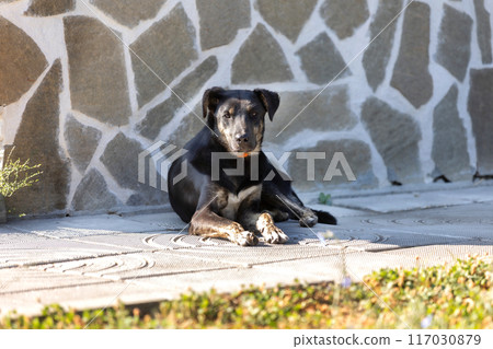 Dog with sad eyes in shelter for adoption 117030879
