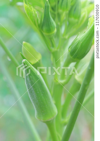 Okra: A typical summer vegetable Okra: A typical summer vegetable 117030910