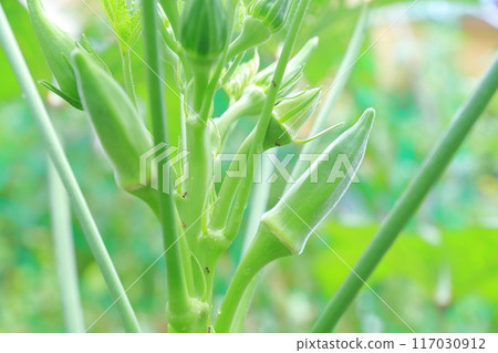 秋葵，典型的夏季蔬菜 117030912