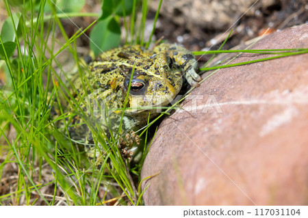 Boreal toad is sitting in grass at the rock in the summer garden. 117031104