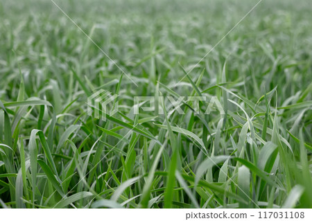 Agricultural field with green young wheat plants in summer. 117031108