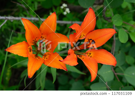 Orange flowers of Wood lily are growing in the summer forest. 117031109