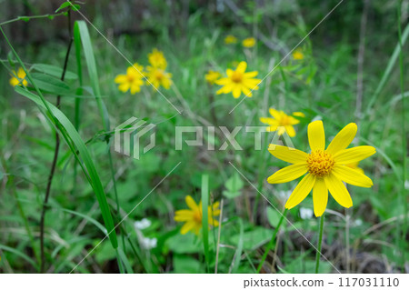 Vibrant yellow wildflowers of Heartleaf arnica growing in the wood. Vibrant yellow wildflowers of Heartleaf arnica growing in the wood. 117031110