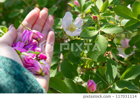 Hand is picking pink wild rose buds from the shrub. Hand is picking pink wild rose buds from the shrub. 117031114