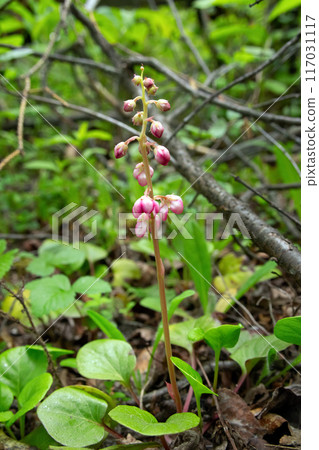 Pink wintergreen wildflower with green foliage growing in forest. 117031117