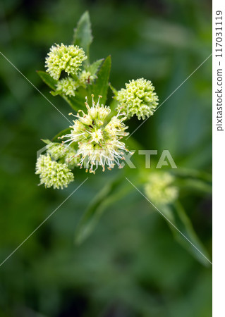 Close-up of Maryland sanicle flowers growing in the woods in summer. Close-up of Maryland sanicle flowers growing in the woods in summer. 117031119