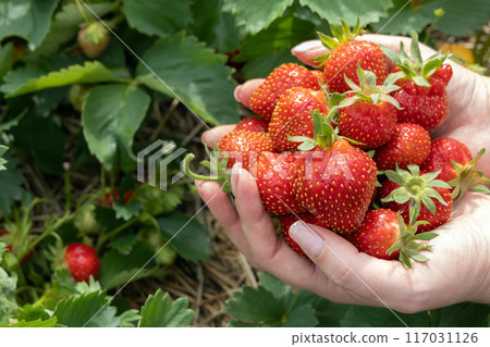 Gardener's hands holding red strawberries in the berry patch. 117031126