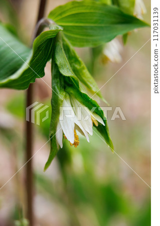 Rough-fruited fairybells white flowers with leaves in the forest. 117031139