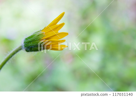 Yellow wildflower Arnica is blooming in summer forest. Yellow wildflower Arnica is blooming in summer forest. 117031140