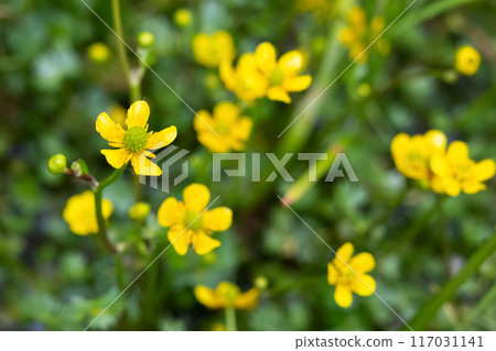Beautiful yellow flowers of Gmelin's buttercup growing in water. Beautiful yellow flowers of Gmelin's buttercup growing in water. 117031141