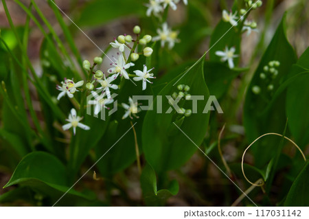 White flowers of Canada mayflower with green leaves in the forest. White flowers of Canada mayflower with green leaves in the forest. 117031142