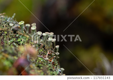 Lichen Cladonia chlorophaea growing on a stump in the wood with moss. 117031143
