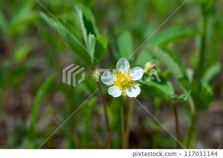 Wild strawberry white flower is growing in the forest floor. 117031144