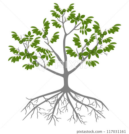Tree of a walnut with green fruits and roots on a white background. Tree of a walnut with green fruits and roots on a white background. 117031161