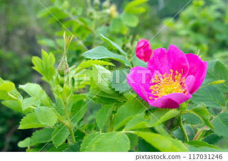 Pink vibrant flower of wild rose with leaves and buds. Pink vibrant flower of wild rose with leaves and buds. 117031246