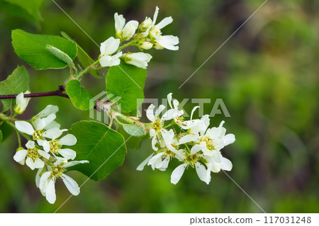 White bloom with green leaves of saskatoon berry bush. 117031248