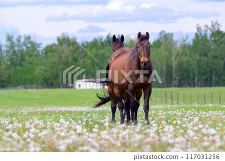Brown horse is peaking out from behind another one in the pasture. 117031256