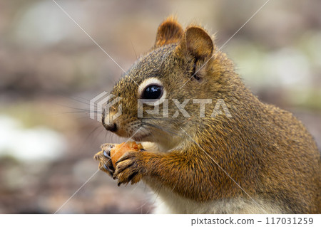 American red squirrel is eating a mushroom on the ground in the garden. 117031259