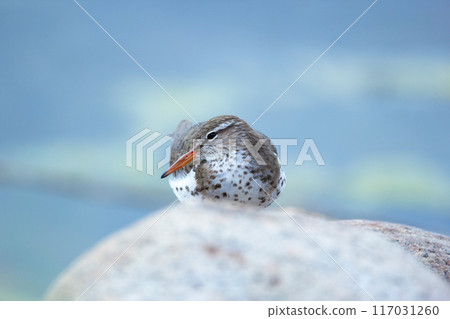 Spotted sandpiper is laying and resting on the rock at the water in spring. 117031260