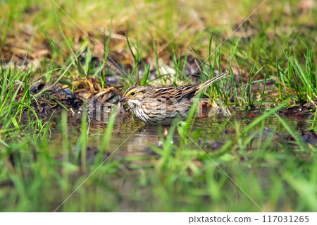 Savannah sparrow is bathing in puddle water among green grass. Savannah sparrow is bathing in puddle water among green grass. 117031265